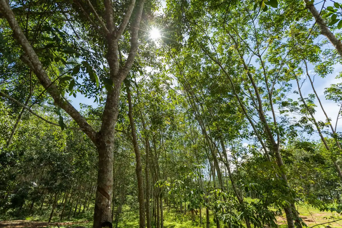 Sunlight breaking through a green woodland canopy