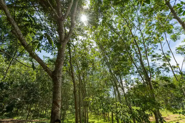 Light through the trees