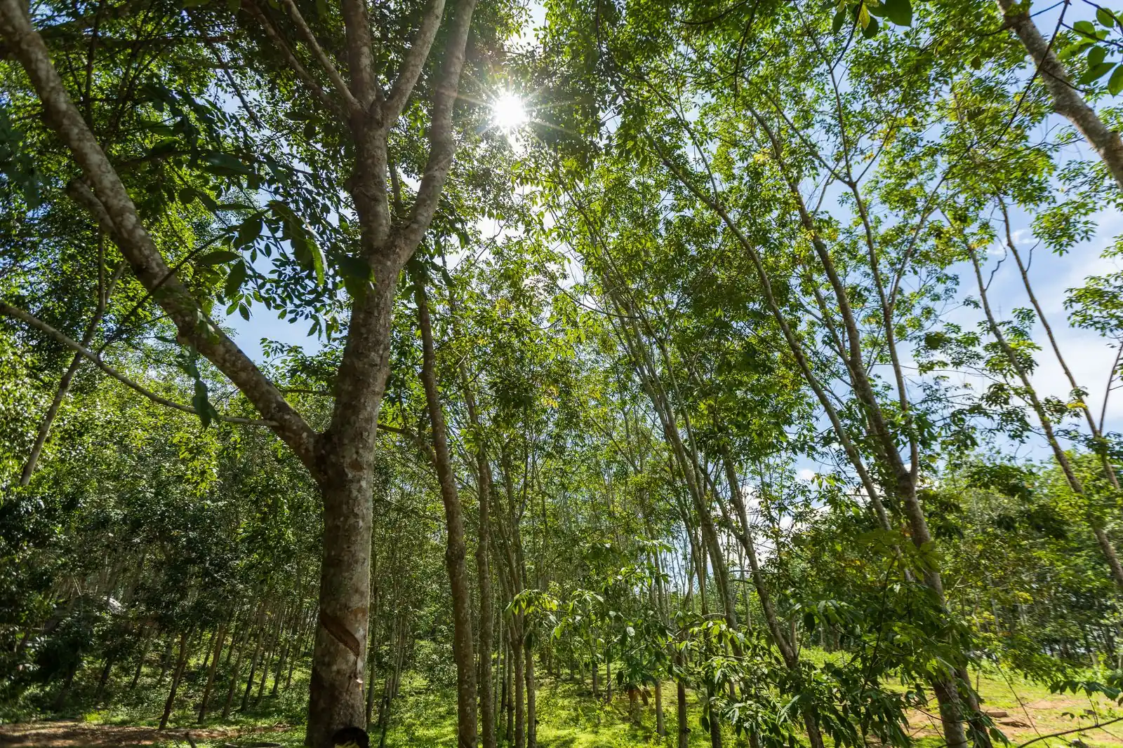 Sunlight breaking through a green woodland canopy